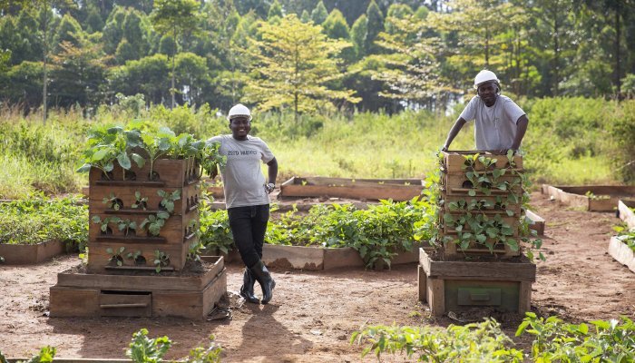 A communal vertical farm in Uganda